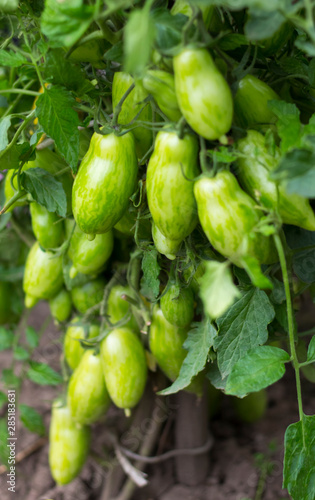 bunch of green tomato elongated growing in the home garden on a Bush