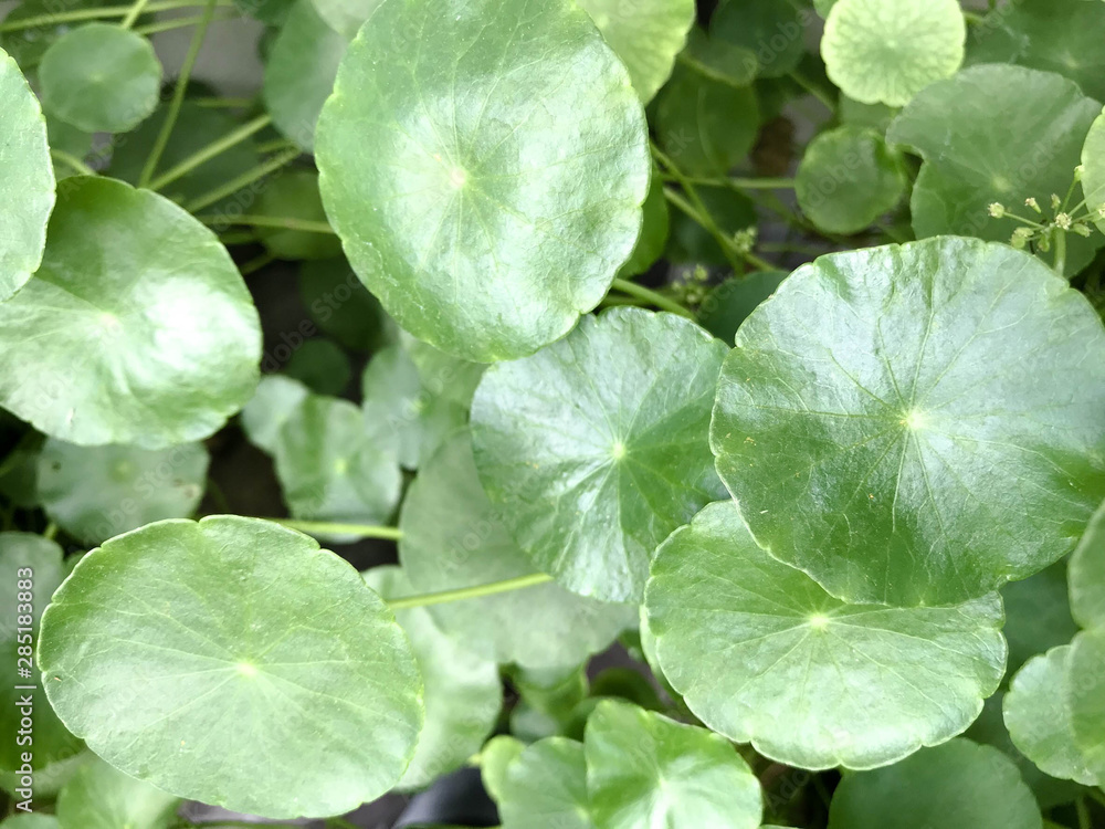 Green leaf for background, A green plant in the garden Green leaf for background, A green plant in the garden