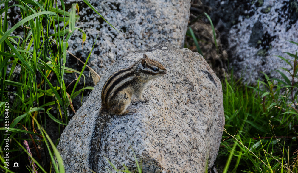 lizard on the stone