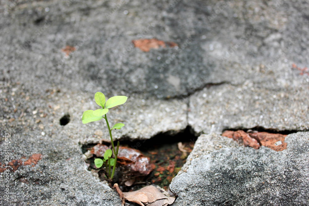 The tree grows from cement, A flower grows on a stone wall The tree grows from cement, A flower grows on a stone wall