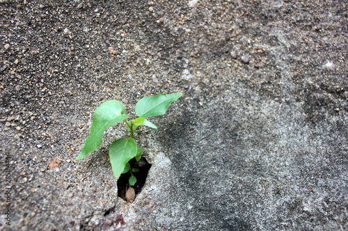 The tree grows from cement, A flower grows on a stone wall