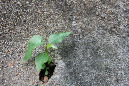 The tree grows from cement, A flower grows on a stone wall