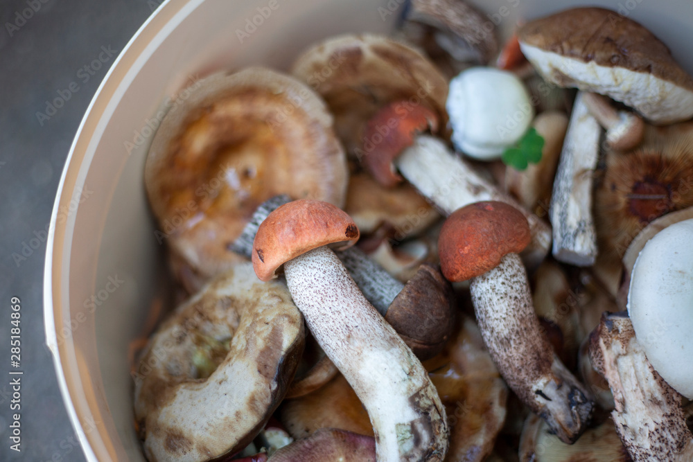 Mushrooms in a bucket. Harvest of mushrooms in the fall. Boletus and boletus. Mushrooms in a bucket. Harvest of mushrooms in the fall. Boletus and boletus.