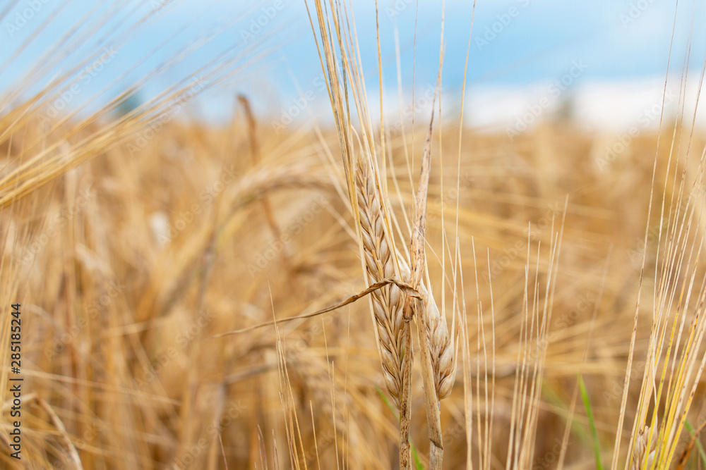 Wheat field. Ears of golden wheat close-up. Beautiful nature Rural landscape under the shining sunlight. Background of ripening wheat field ears. The concept of a rich harvest. Wheat field. Ears of golden wheat close-up. Beautiful nature Rural landscape under the shining sunlight. Background of ripening wheat field ears. The concept of a rich harvest.