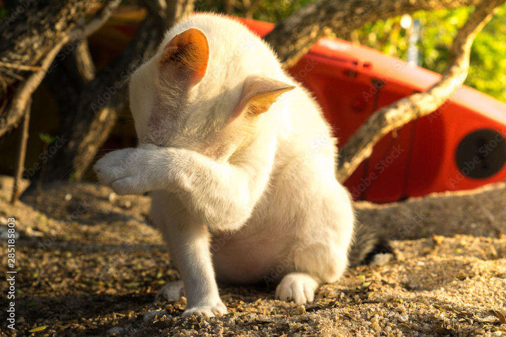 Fototapeta premium A very shy cat at Koh Tao Island, Thailand