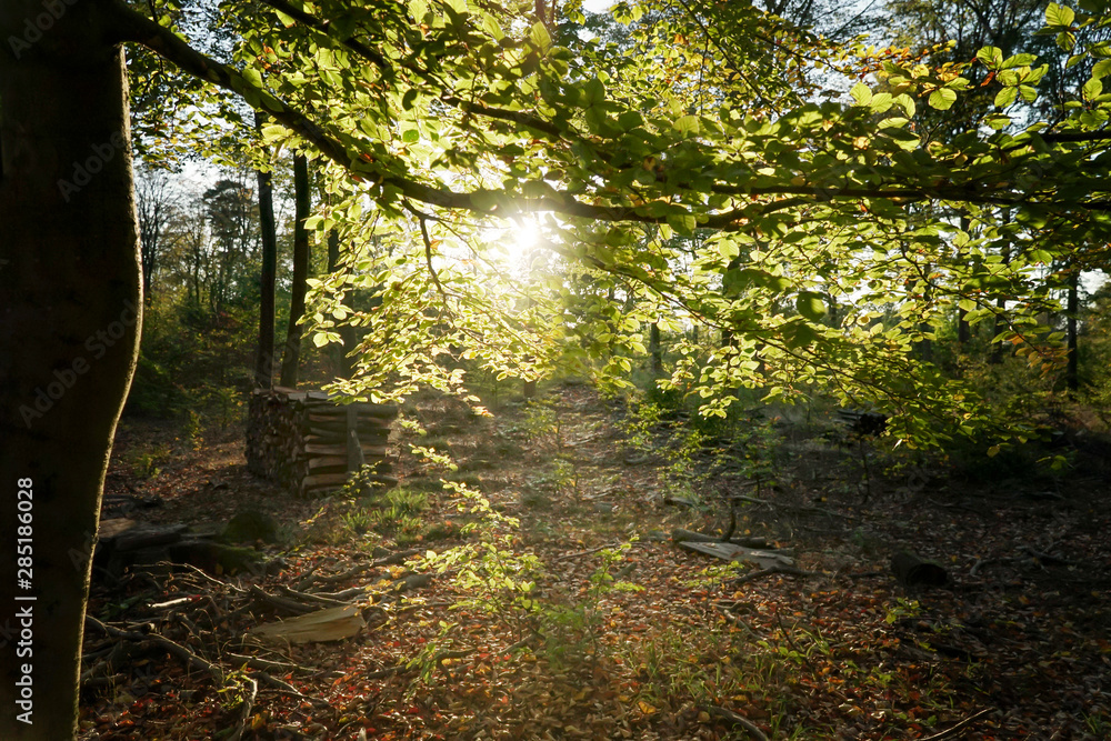 Fototapeta premium Beautiful and colorful Forest