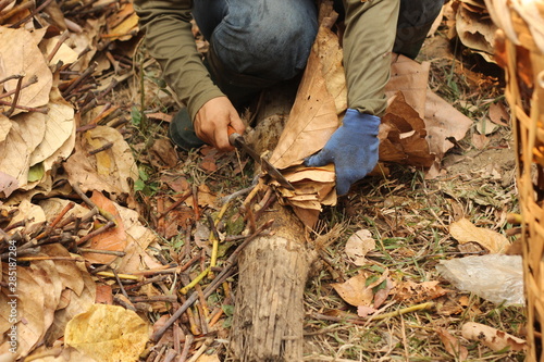 large dried teak tree leaves being collected and trimmed to be used as natural environmentally friendly roofing material in isolated country rural villages, Northern Thailand, Southeast Asia