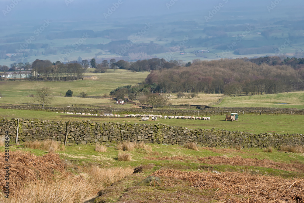 A Yorkshire Hill Farmer tending his sheep with a Landrover and trailer among the Drystone walled Fields of Ilkley Moor in West Yorkshire.