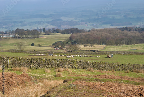 A Yorkshire Hill Farmer tending his sheep with a Landrover and trailer among the Drystone walled Fields of Ilkley Moor in West Yorkshire.