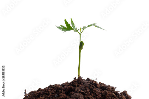 Green sprout growing out from soil isolated on white background