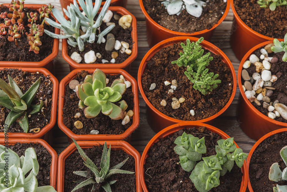 multiple succulents in small pots on a wooden table multiple succulents in small pots on a wooden table