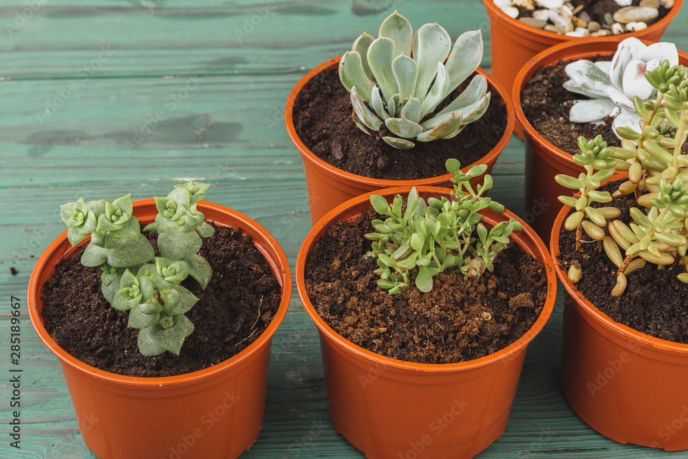 multiple succulents in small pots on a wooden table multiple succulents in small pots on a wooden table