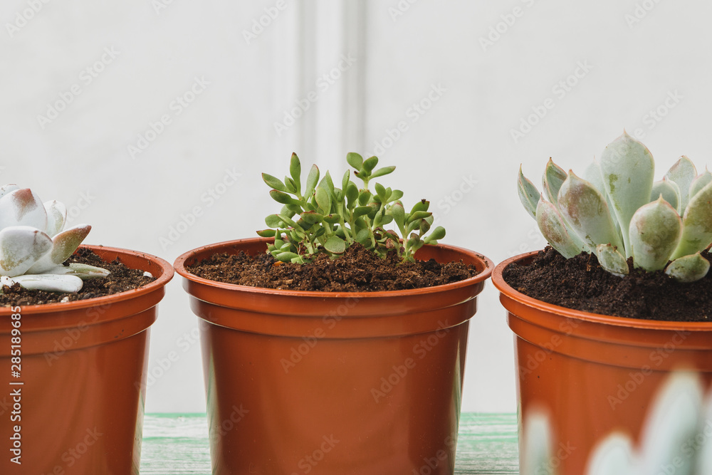 Close up of succulent home plant collection on wooden table Close up of succulent home plant collection on wooden table