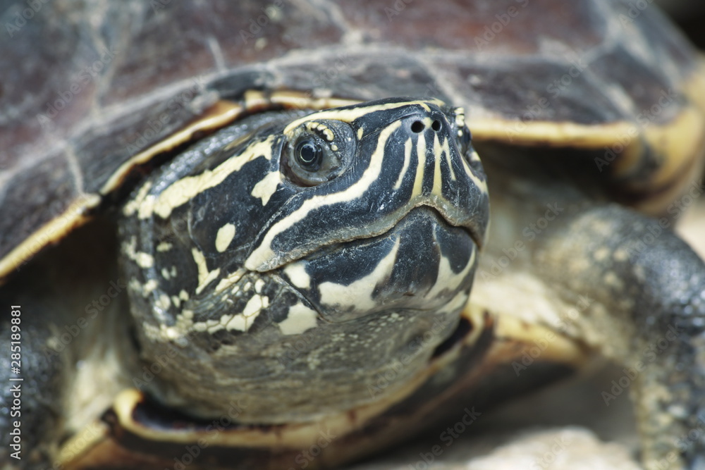 Natural patterns and colors on the Malayan Snail face. Natural patterns and colors on the Malayan Snail face.