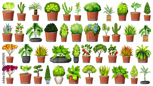 Collection of potted plants on white