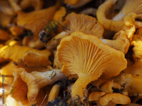 chanterelle mushrooms in the forest