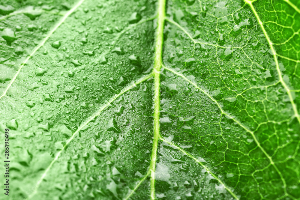 Texture of green leaf with water drops, closeup Texture of green leaf with water drops, closeup