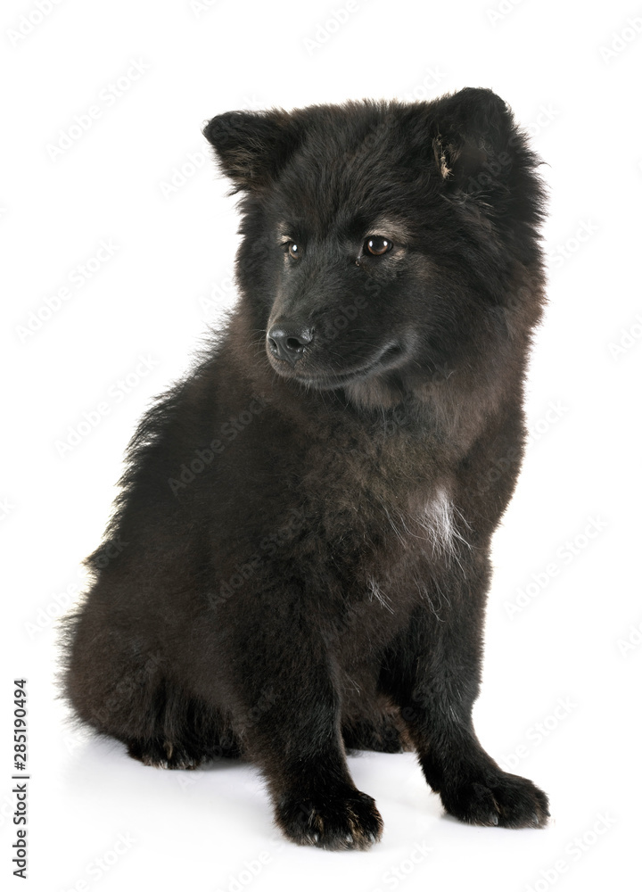 puppy Finnish Lapphund in studio puppy Finnish Lapphund in studio