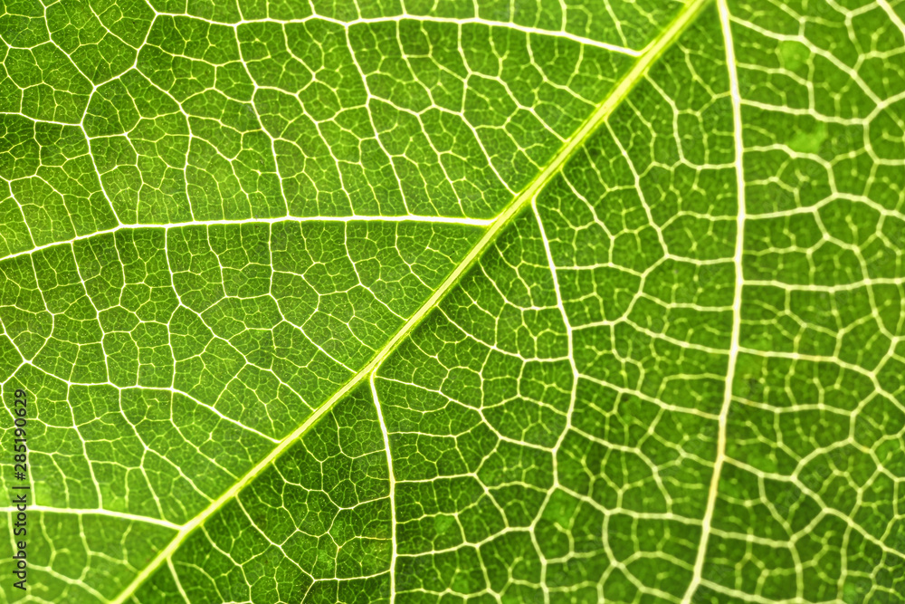 Texture of fresh green leaf, closeup Texture of fresh green leaf, closeup