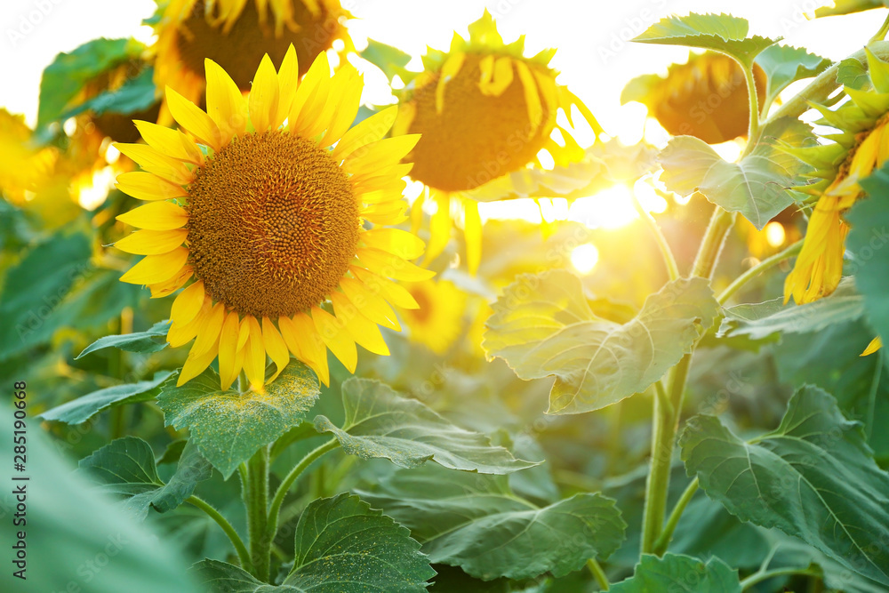 Naklejka premium Beautiful blooming sunflowers in field