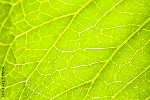 Texture of fresh green leaf, closeup