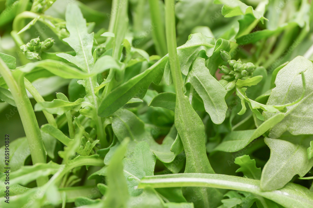 Heap of fresh arugula, closeup Heap of fresh arugula, closeup