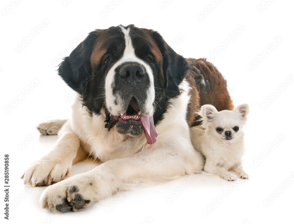 saint bernard and chihuahua Stock Photo Adobe Stock