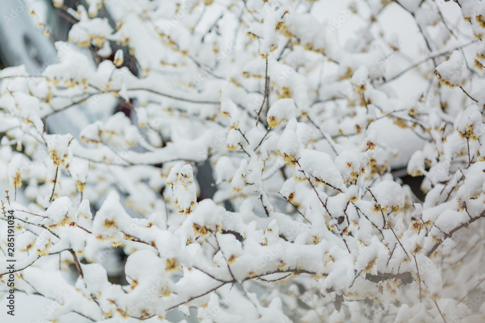 yellow plum trees covered with snow in winter yellow plum trees covered with snow in winter