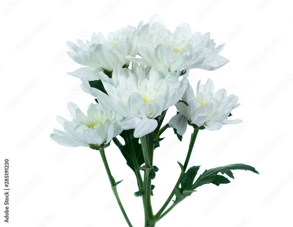 Chrysanthemum flower isolated on white background