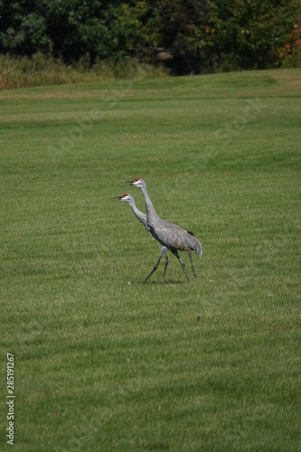 Beautiful Family of Sandhill cranes searching for food