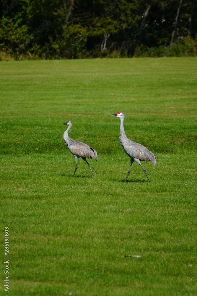 Fototapeta premium Beautiful Family of Sandhill cranes searching for food