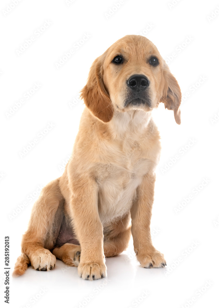 puppy golden retriever puppy golden retriever