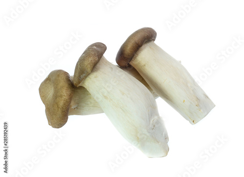 King Oyster mushrooms isolated on white background