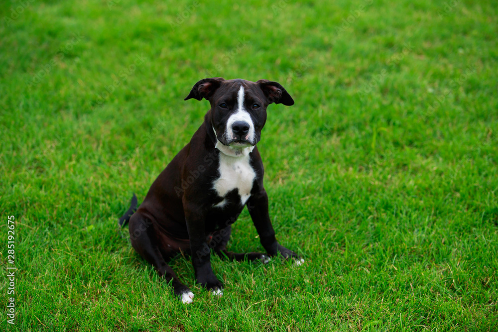 Dog breed American Staffordshire Terrier Dog breed American Staffordshire Terrier
