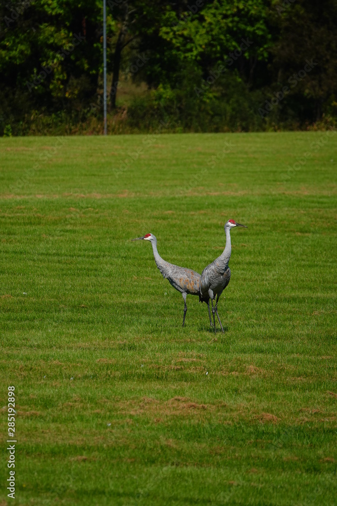 Fototapeta premium Beautiful Family of Sandhill cranes searching for food