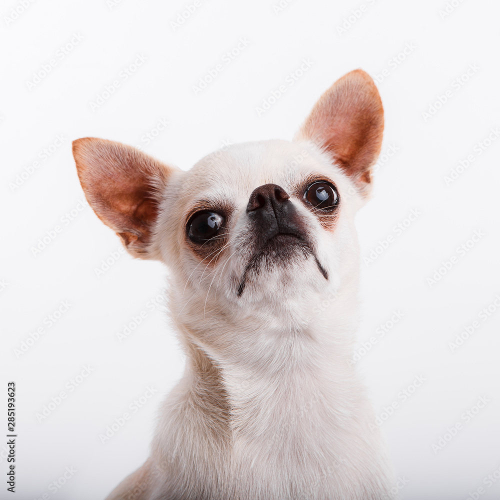 Chihuahua dog. Portrait on white background