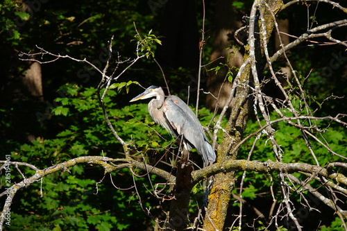 Beautiful Blue Heron Perched on Branch 