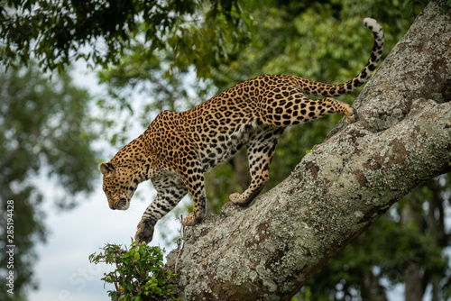 Leopard walks down lichen-covered branch lifting paw
