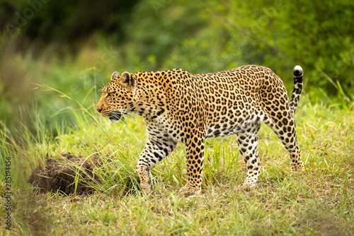 Leopard walks through grass with trees behind