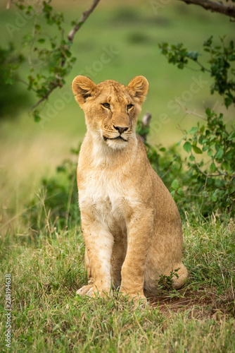 Lion cub sits by bush looking right