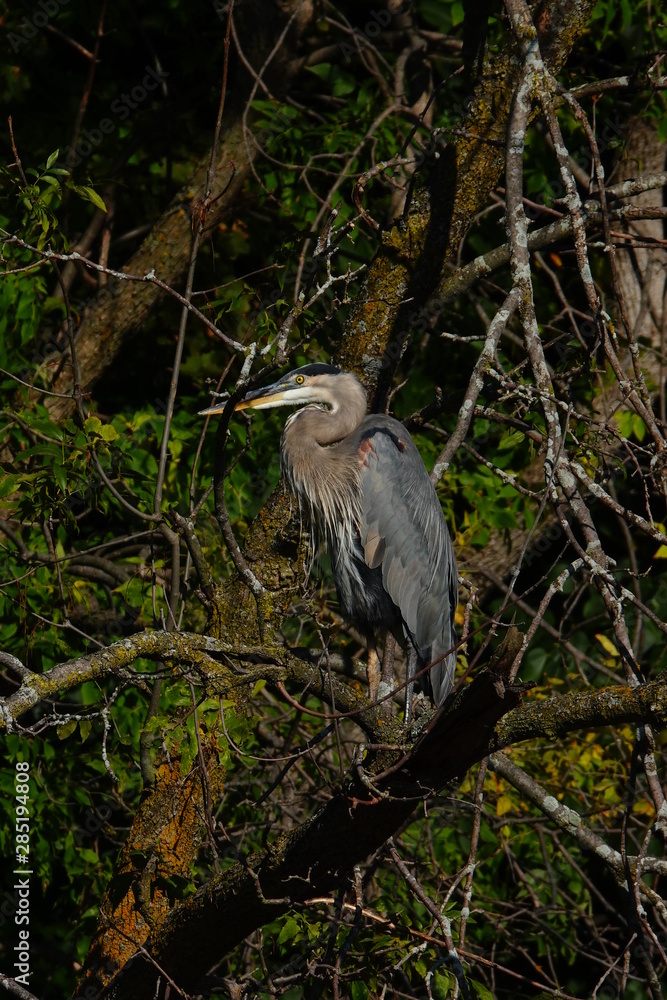 Fototapeta premium Beautiful Blue Heron Perched on Branch 