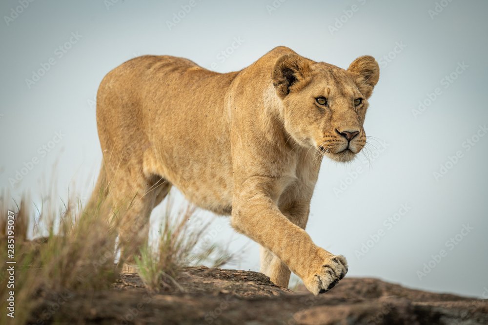Lioness walks over rock under blue sky Lioness walks over rock under blue sky