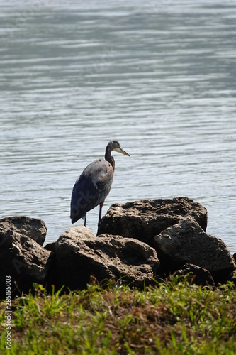 Blue Heron Searching for food on Shoreline  © Aaron