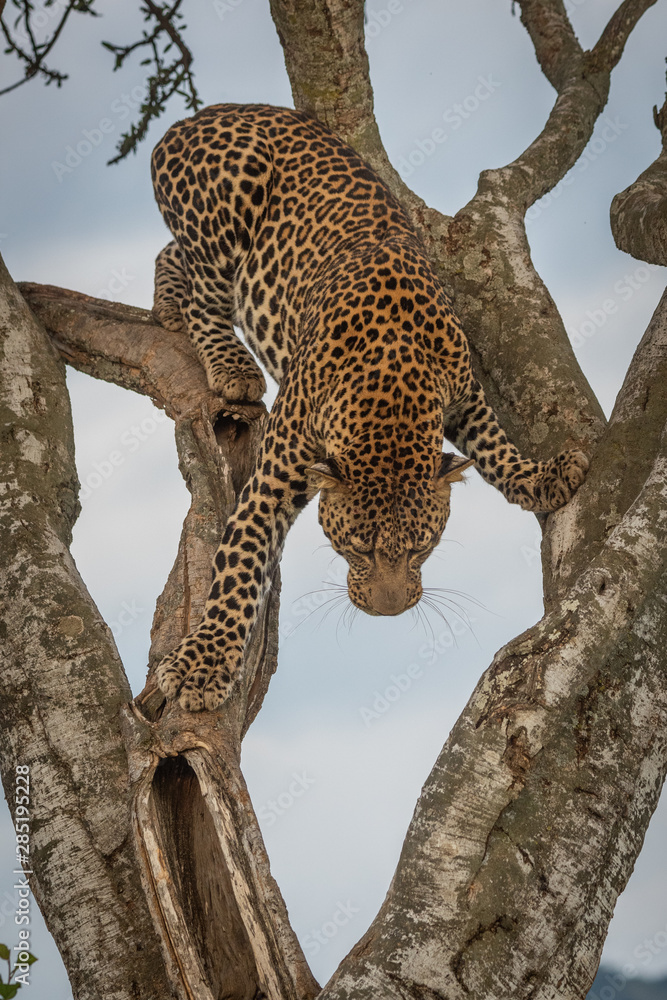 Obraz premium Male leopard climbs carefully down forked tree