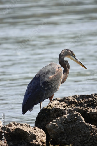 Blue Heron Searching for food on Shoreline 
