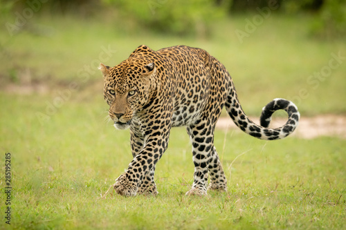 Male leopard crosses grass with curled tail