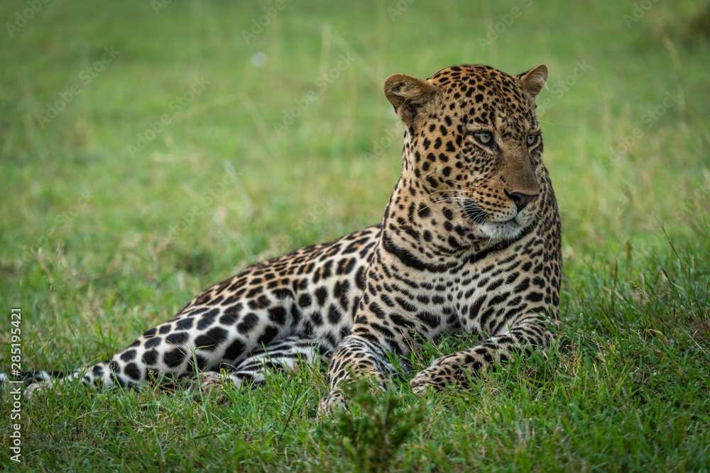 Male leopard lying in grass looking right Male leopard lying in grass looking right