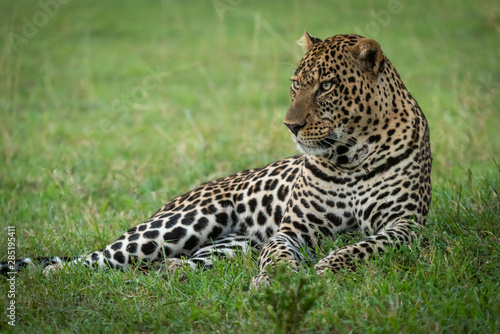 Male leopard lying in grass staring left