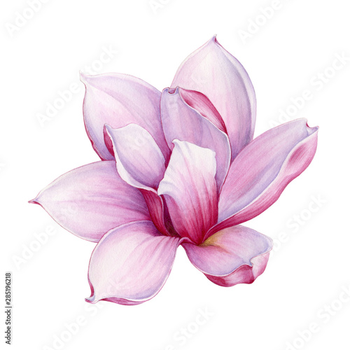 Watercolor tender pink magnolia flower illustration. Hand drawn lush spring blossom. Isolated on the white background photo