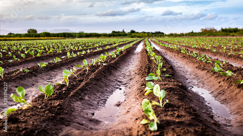  Field planted with lettuce and freshly watered with puddles